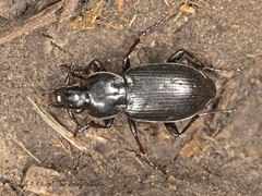Pterostichus adstrictus
