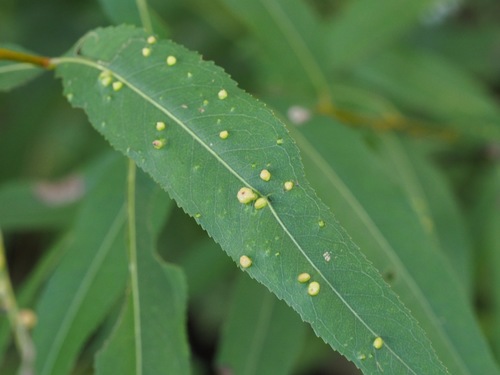 Willow Bead Gall Mite
