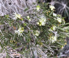 Melaleuca brevifolia