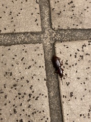Stenomorphus