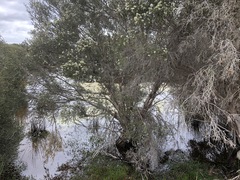 Melaleuca brevifolia