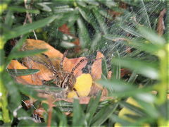 Agelenopsis emertoni