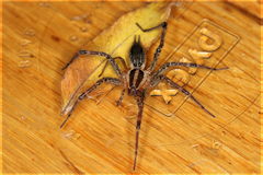 Agelenopsis emertoni