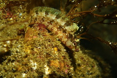 Alloclinus holderi