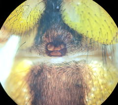 Agelenopsis emertoni