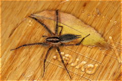 Agelenopsis emertoni