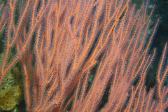 Leptogorgia chilensis