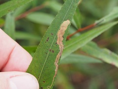 Stigmella salicis