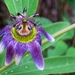 Passiflora standleyi - Photo (c) ElizaRiver, some rights reserved (CC BY-NC), uploaded by ElizaRiver