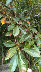 Lindera erythrocarpa