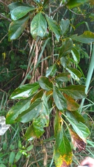 Lindera erythrocarpa