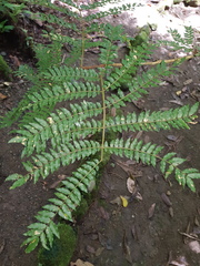 Cojoba costaricensis