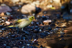 Ptilotula flavescens