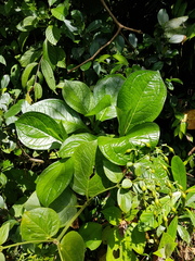 Helieae