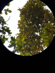 Pleurothyrium palmanum