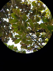 Pleurothyrium palmanum