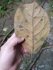 Pleurothyrium palmanum