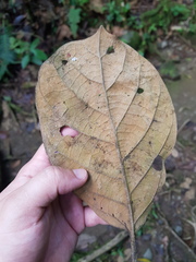 Pleurothyrium palmanum