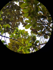 Pleurothyrium palmanum