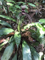 Tacca integrifolia