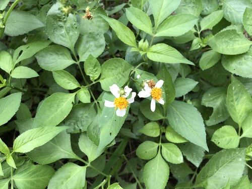 Bidens alba