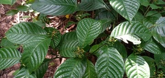 Palicourea acuminata