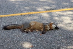 Urocyon cinereoargenteus cinereoargenteus