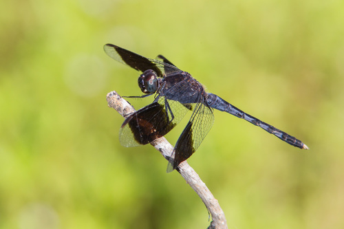Band-winged Dragonlet