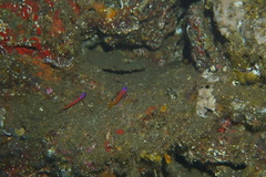 Lythrypnus dalli