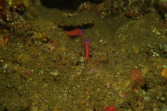 Lythrypnus dalli
