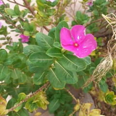 Catharanthus roseus