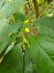 Image of Mollinedia costaricensis