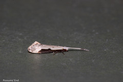 Sagephora phortegella