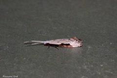 Sagephora phortegella