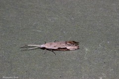 Sagephora phortegella