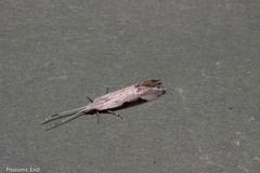 Sagephora phortegella