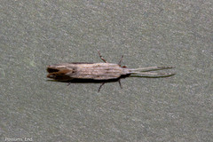 Sagephora phortegella