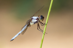 Libellula flavida