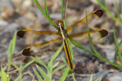 Libellula flavida