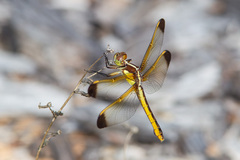 Libellula flavida