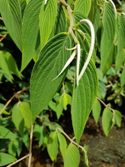 Piper pseudolanceifolium