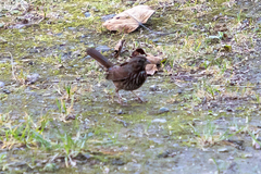 Melospiza melodia rufina