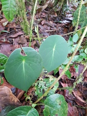 Peperomia hernandiifolia