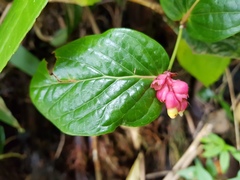 Cavendishia axillaris