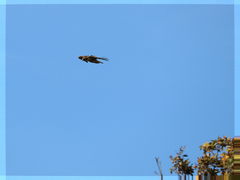 Buteo jamaicensis