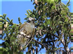 Buteo jamaicensis