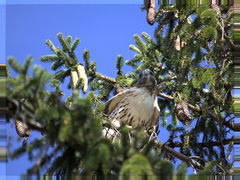 Buteo jamaicensis
