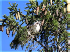 Buteo jamaicensis