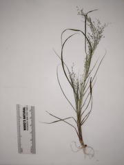 Eragrostis frankii