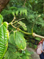 Piper corrugatum